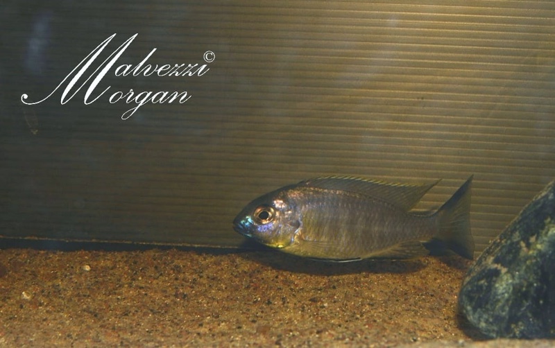 Lethrinops sp. 'auritus lion' Lion's Cove